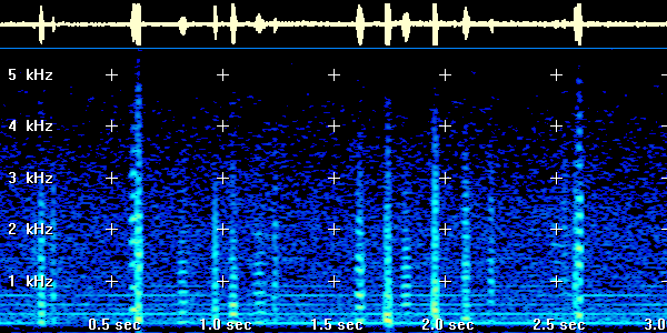 Spectrogram of the Signal