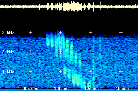 Spectrogram of the Signal